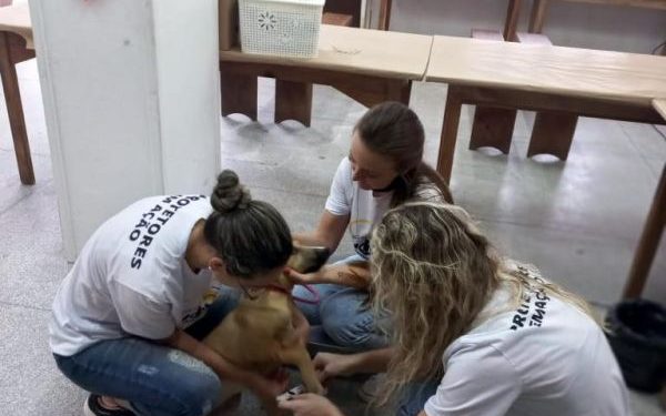 Nova Trento realiza Mutirão de Cães e Gatos
