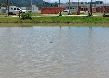 Jacaré aparece em lago e assusta moradores de Tijucas