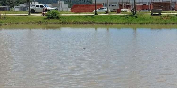 Jacaré aparece em lago e assusta moradores de Tijucas
