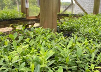 Sisam conta com mais de cinco mil mudas para distribuição gratuita à comunidade