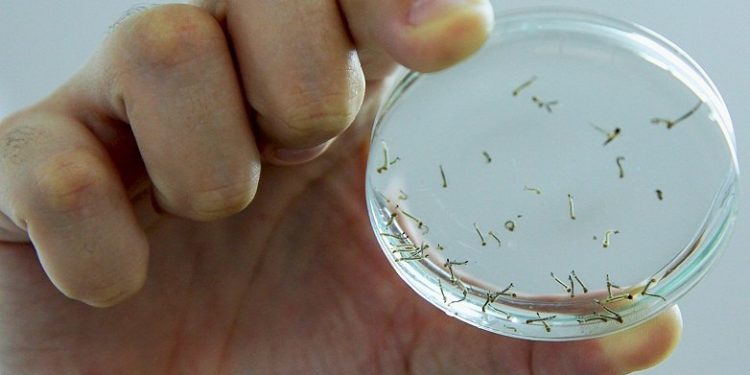 Secretaria Municipal de Saúde confirma caso de dengue em São João Batista