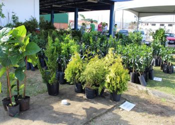 São João Batista receberá feira de mudas frutíferas nos dias 7 e 8 de julho