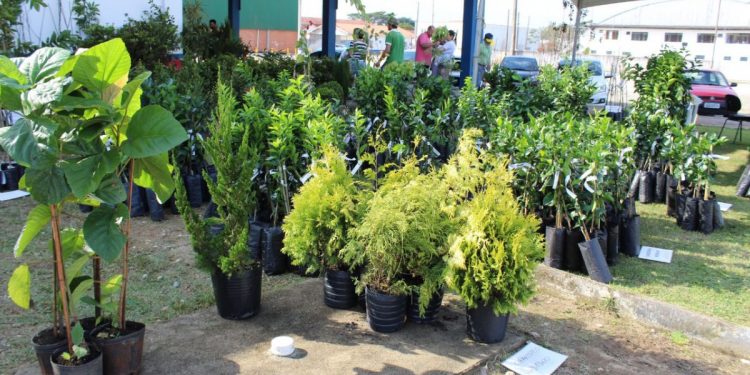 São João Batista receberá feira de mudas frutíferas nos dias 7 e 8 de julho
