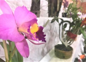 Exposição de Orquídeas integra programação dos 64 anos de São João Batista