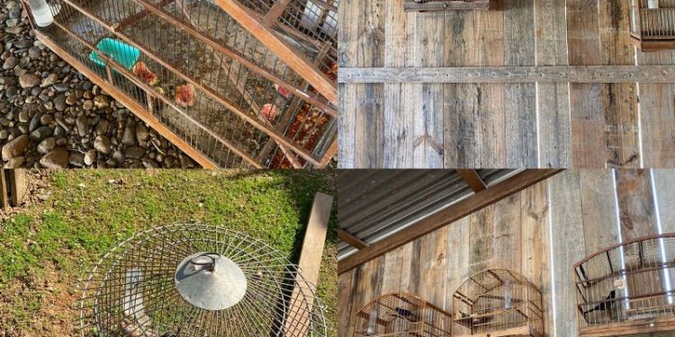 PM encontra passarinhos em cativeiro na cidade de Major Gercino