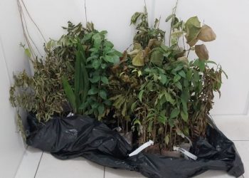 Fumab disponibiliza mudas nativas para doação à comunidade