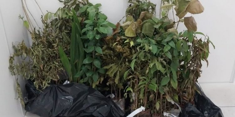 Fumab disponibiliza mudas nativas para doação à comunidade