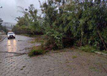 Força-tarefa: Quedas de árvores e destelhamentos em São João Batista