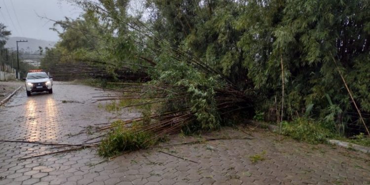 Força-tarefa: Quedas de árvores e destelhamentos em São João Batista