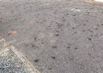 Biólogo explica explosão populacional de mariposas em Nova Trento