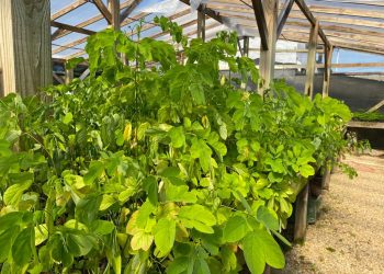 Sisam disponibiliza gratuitamente à comunidade mais de duas mil mudas