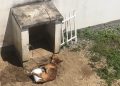 Vítima de maus-tratos, cão morre enforcado por corda