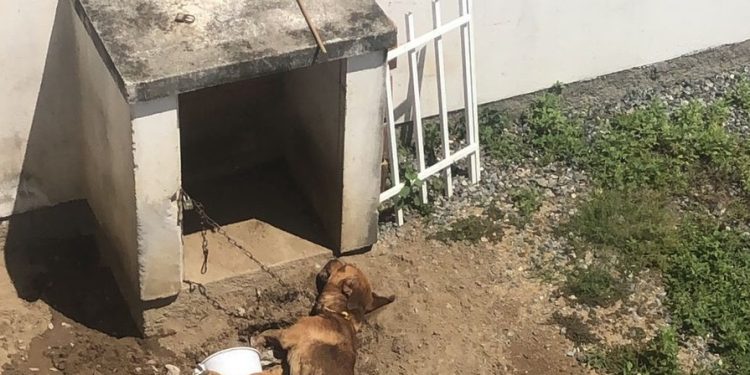 Vítima de maus-tratos, cão morre enforcado por corda