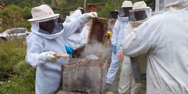 Apicultores e técnicos participam de curso em Nova Trento