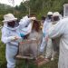 Apicultores e técnicos participam de curso em Nova Trento