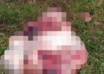 Animal e morto e carne furtada em São João Batista