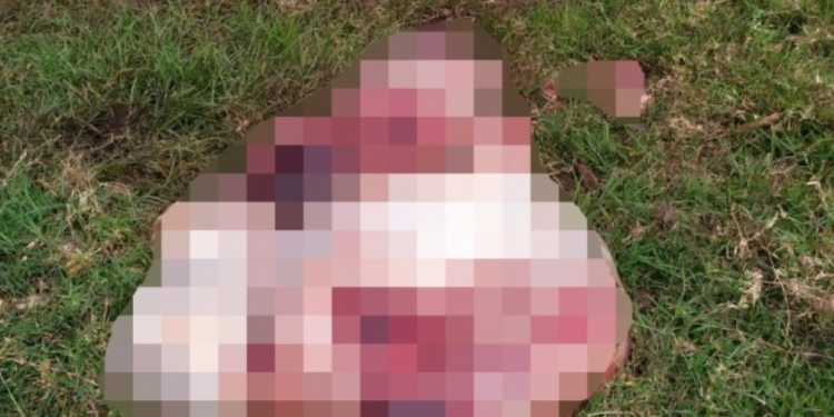 Animal e morto e carne furtada em São João Batista