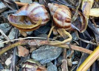 Secretaria de Agricultura e Epagri visitam residências e orientam sobre a presença de caramujos gigantes africanos