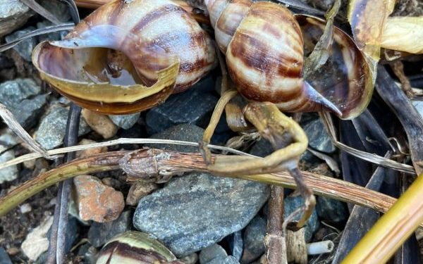 Secretaria de Agricultura e Epagri visitam residências e orientam sobre a presença de caramujos gigantes africanos