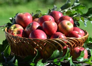 Santa Catarina dá início à safra de maçã e espera colher 570,8 mil toneladas