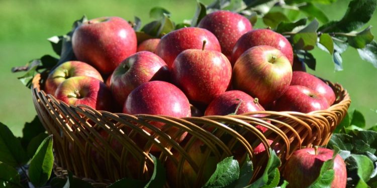 Santa Catarina dá início à safra de maçã e espera colher 570,8 mil toneladas