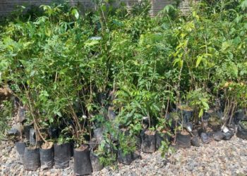 Samae Nova Trento recebe 800 mudas de árvores nativas para recuperar áreas de vegetação