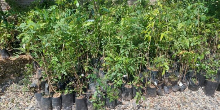 Samae Nova Trento recebe 800 mudas de árvores nativas para recuperar áreas de vegetação