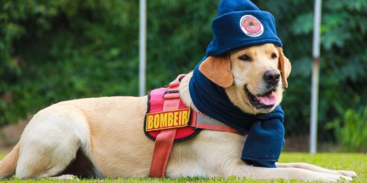 Corpo de Bombeiros Militar inicia Campanha do Agasalho 2023