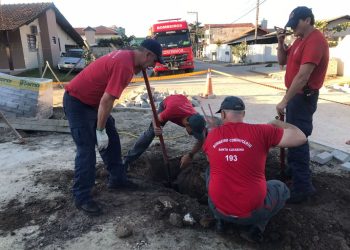 Cão e gato presos em tubulação são resgatados por equipes do Corpo de Bombeiros