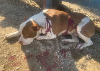 Maus-tratos a cachorro pitbull resultam em lesão causada por faca em São João Batista