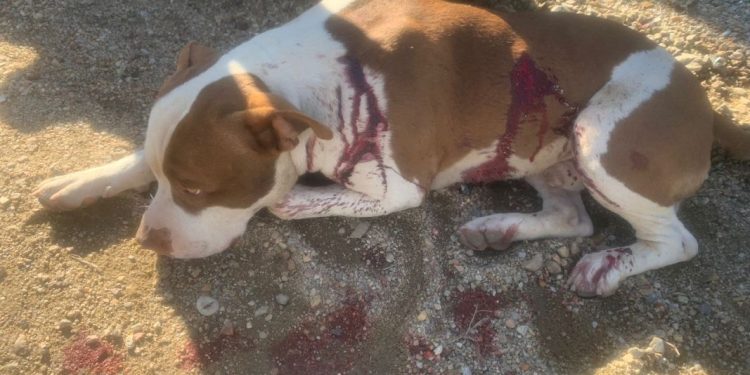 Maus-tratos a cachorro pitbull resultam em lesão causada por faca em São João Batista