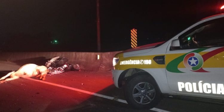 Motociclista e boi morrem após acidente em rodovia