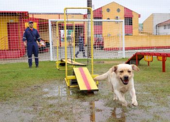 Corpo de Bombeiros certifica cães para buscas em área urbana