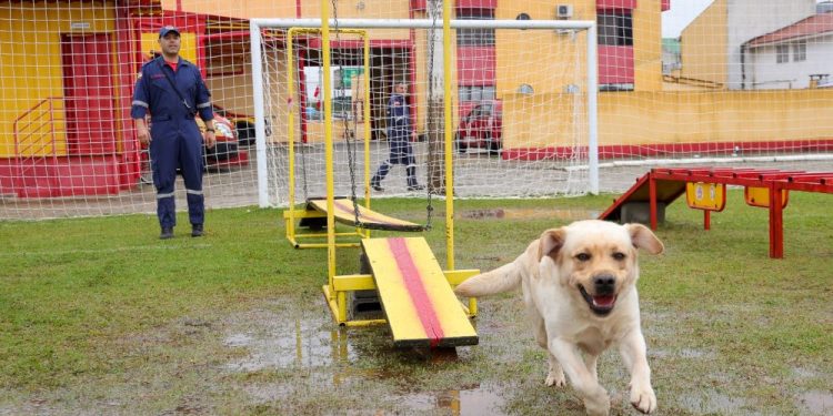Corpo de Bombeiros certifica cães para buscas em área urbana