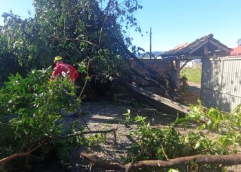 Bombeiros de São João Batista trabalham no corte de árvores em virtude dos fortes ventos