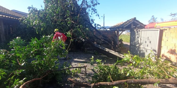 Bombeiros de São João Batista trabalham no corte de árvores em virtude dos fortes ventos