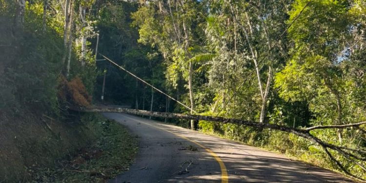 Após ventania, Celesc continua consertos na rede elétrica em Nova Trento