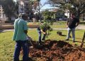 Árvore Pau-Brasil é plantada na Praça Getúlio Vargas, em Nova Trento