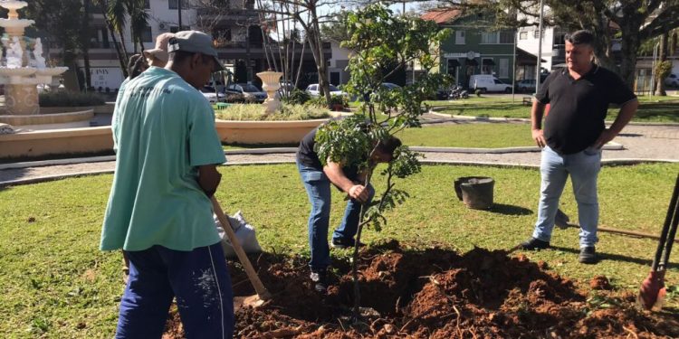 Árvore Pau-Brasil é plantada na Praça Getúlio Vargas, em Nova Trento