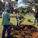 Árvore Pau-Brasil é plantada na Praça Getúlio Vargas, em Nova Trento