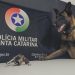 Cães da Polícia Militar encontram arma utilizada em tentativa de homicídio
