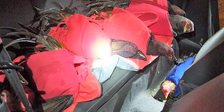 PRF localiza galos de rinha no interior de automóvel na BR-101 em Joinville