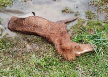 Bombeiro Voluntario de Pomerode faz resgate de cavalo preso em banhado