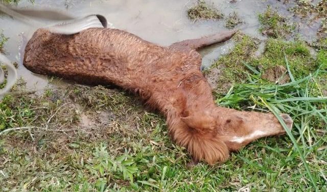 Bombeiro Voluntario de Pomerode faz resgate de cavalo preso em banhado