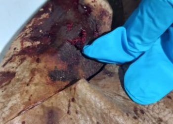 Homem leva tiro no pé após um desentendimento relacionado a propriedade de um terreno em Tijucas