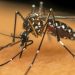 Casos de dengue no estado superam 2022