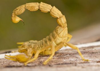 Pesquisa mostra os maiores e menores preços de combustíveis em SC