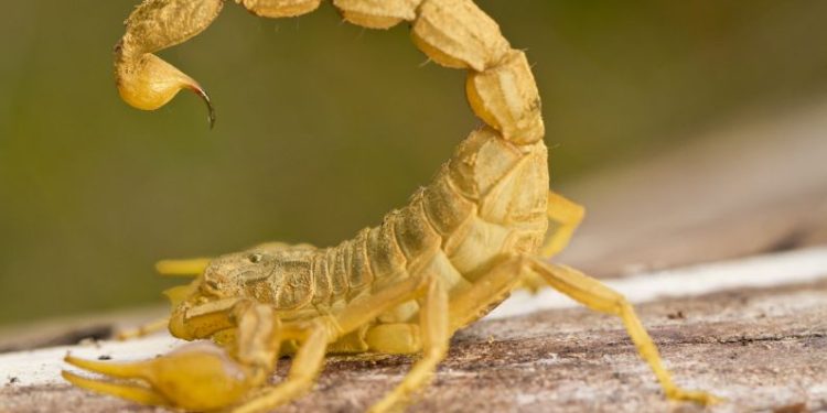 Pesquisa mostra os maiores e menores preços de combustíveis em SC