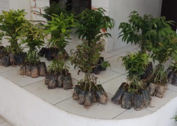 Fumab disponibiliza mudas nativas para doação gratuita à comunidade