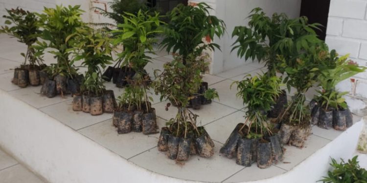 Fumab disponibiliza mudas nativas para doação gratuita à comunidade